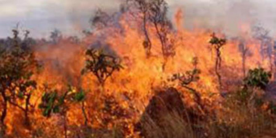 Υπό πλήρη έλεγχο δασική πυρκαγιά στα όρια του Δήμου Αραδίππου